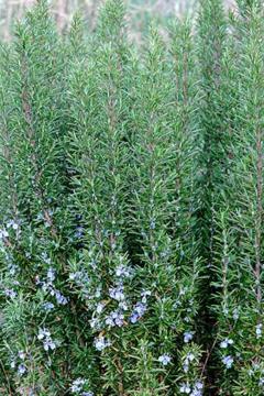 Rosmarinus officinalis pyramidalis